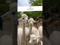 अलपाका – Cute Farm Animal Facts 🦙#shorts