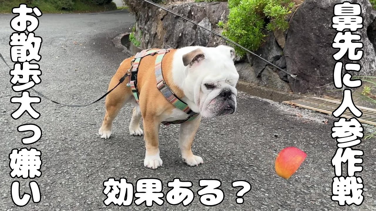 I've decided to say goodbye to hating walks! - YouTube