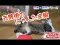 去勢・避妊シリーズ【にゃんたま編】去勢後のにゃんたまはどうなったのか?