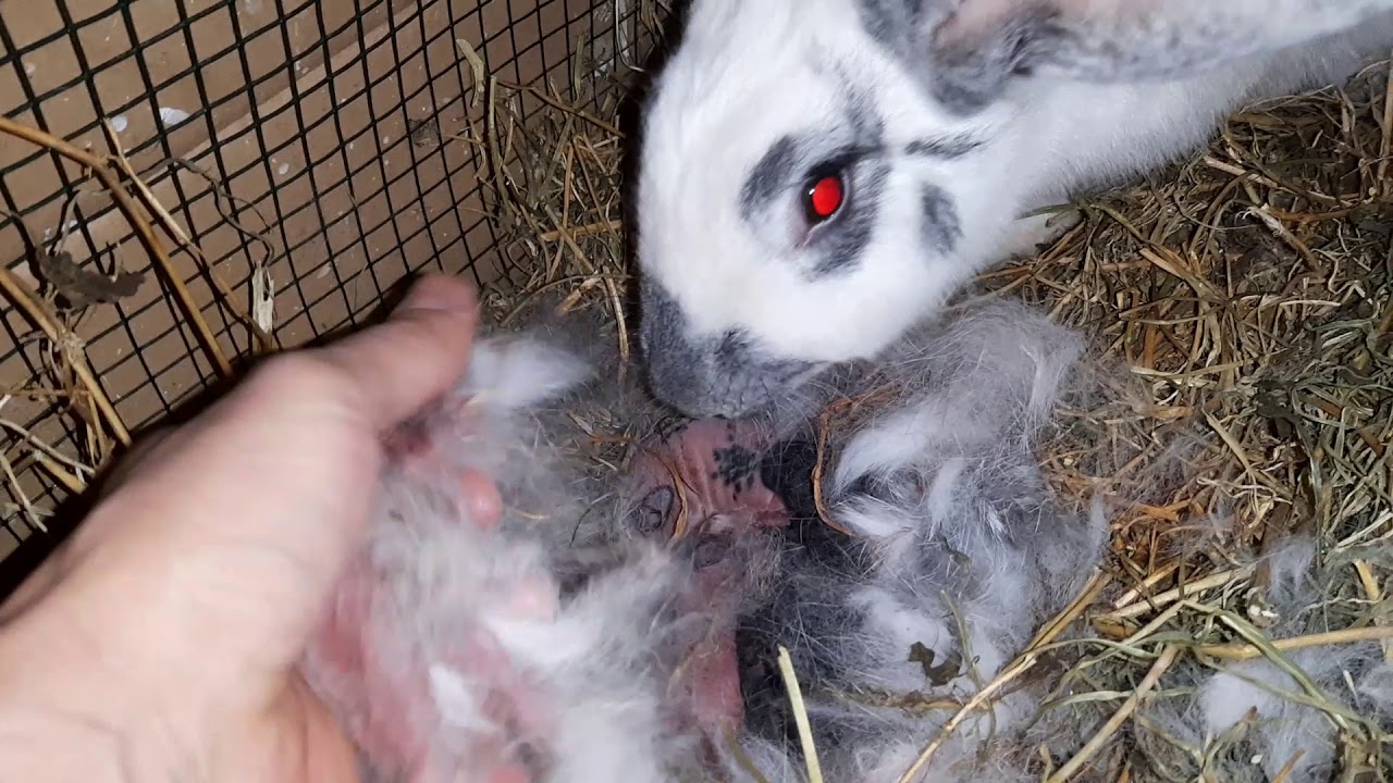 A puit iepuroaica de Fluture Belgian care a fost montată cu mascul de Fluture German; are 10iepurași