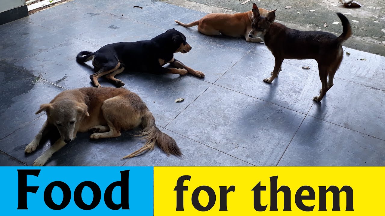 How we feed street dogs but its not easy YouTube