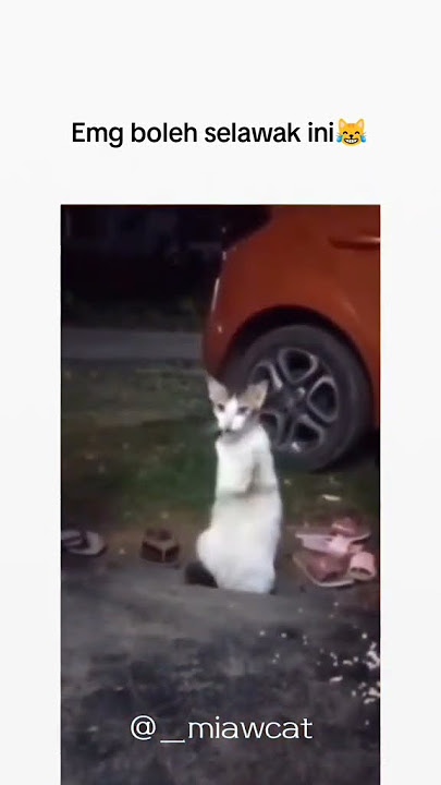 Kucing Magadir