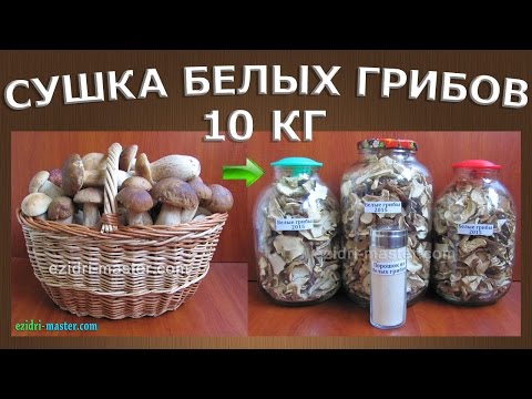 Как сушить белые грибы в электросушилке? Приготовление грибного порошка