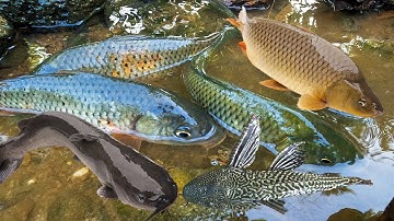 Ra suối bắt được cá chép to khổng lồ, cá trê lai, cá dọn bể, các loại cá nước ngọt. cá koi, cá rô