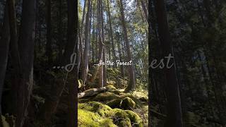 Moments in the forest #shortsfeed #shortsvideo #forestwalking #naturetherapy #cedar #forestbathing