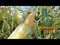 Colorado homesteading in 2021 harvest