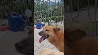 펜스 사이에 얼굴 집어 넣고 구경하다가 다가와서 인사하는 귀염둥이♡