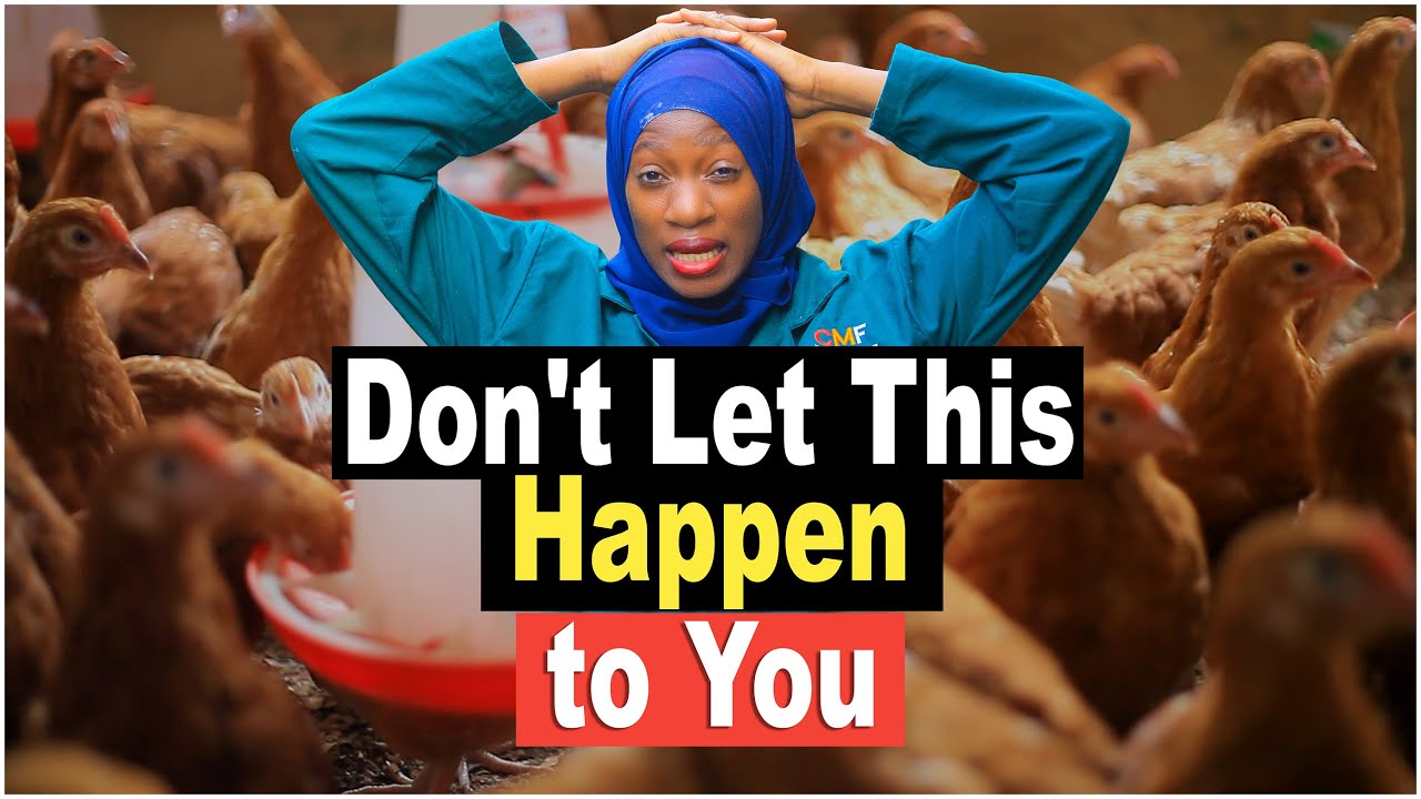 My Chicken Farm Horror Story: How I Lost 15 Birds to Smothering