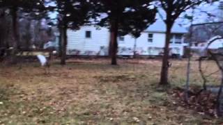 Ferris bueller the pomeranian chases off deer by Proud Daddy 323 views 11 years ago 28 seconds