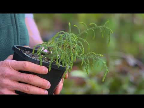 Video: Bergpijnboom Varella: beschrijving, aanplant, verzorging, foto's en recensies