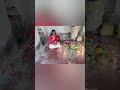 Om Namah Shivay #shorts #song#reels #viral  #2k 26#trending #shortvideo