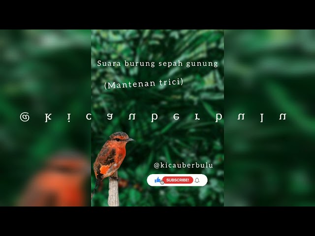 Suara kicau burung sepah gunung (mantenan trici) class=