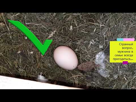 Видео: Может ли курица нести яйца без петуха?