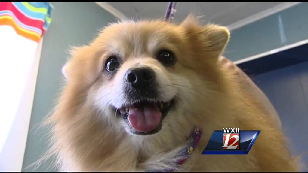 Rockingham County dogs ready for adoption YouTube