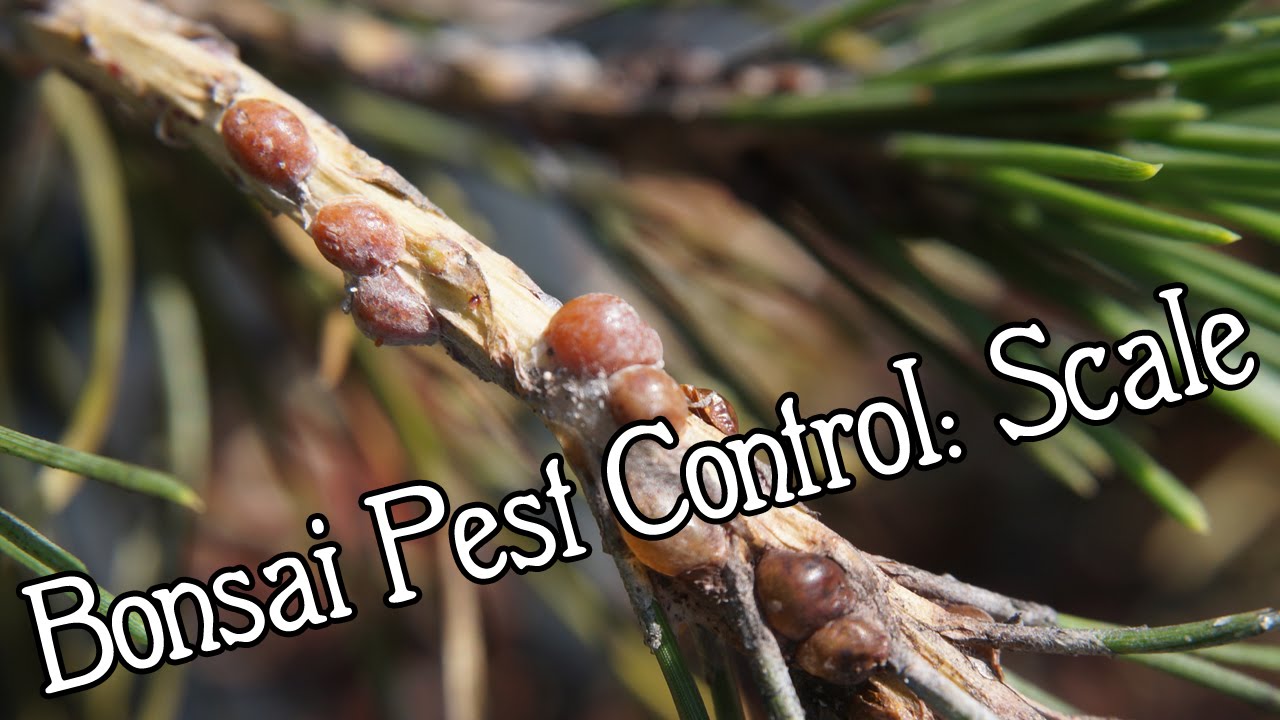 SCHLEY'S BONSAI Pest Control Part One Scale YouTube