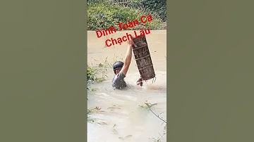 Đặt lợp cá chạch lấu ll Khu nào có là Vào Ổ Chạch Lấu #datlopcachach #datlopcachachlau #datcachach