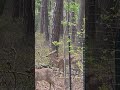 #Deer