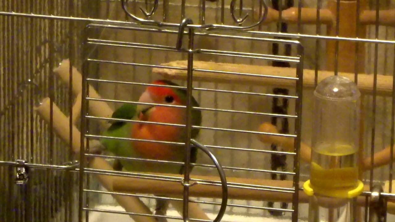 コザクラインコ飼いたい方必見 これが当たり前 Youtube