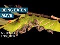 Parasitoids and Ecosystem Balance