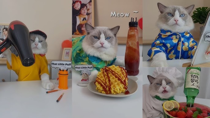 Conheça Shan An, o gato cozinheiro que faz o maior sucesso nas redes sociais