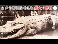 村人たちが川で巨大なイリエワニを捕まえました！ 信じられない大きさですよ！ カメラが捉えた最大の動物 10 匹!#神秘 #top10 #top #ランキング #世界 #世界一 #カメラ #発見