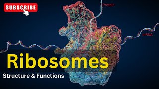 Ribosomes: Structure & Function || Cell Biology || Biology