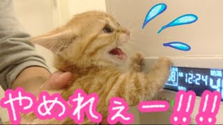 短足マンチカンの子猫茶々がはじめてお風呂に入ったらまさかの顔から!?【前編】Kitten of Munchkin enters for the first time the bath!