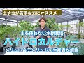 生産者が考えるハイドロカルチャーのメリットとデメリットおお伝えします