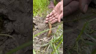 eel fish catching from rice field #fish #fishing #eel