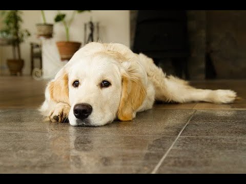 【獣医師が解説】犬のリンパ腫、その症状から治療費、食事まで