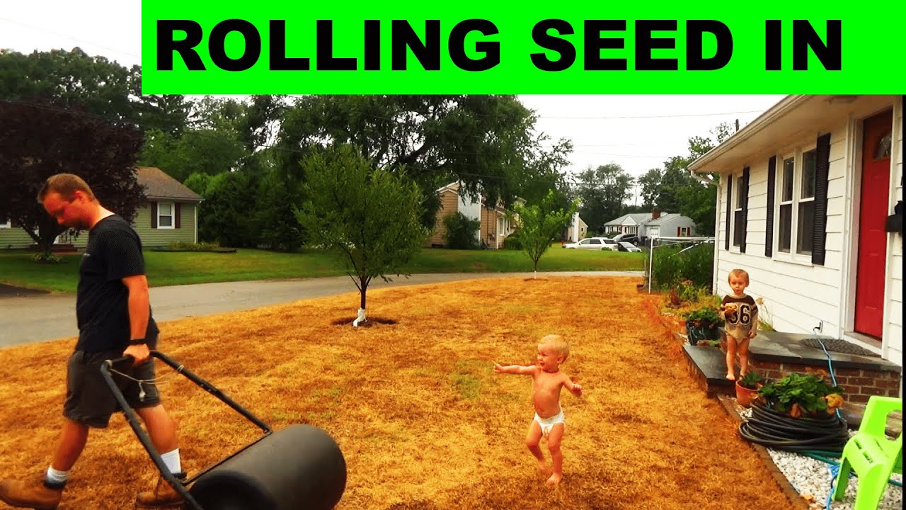 How to Roll Grass Seed into Place for Amazing Germination - YouTube