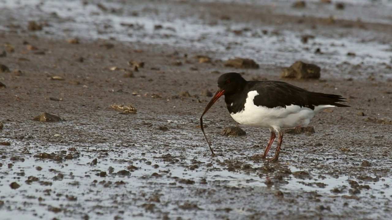 Oystercatcher feeding behaviour in Poole, Dorset UK