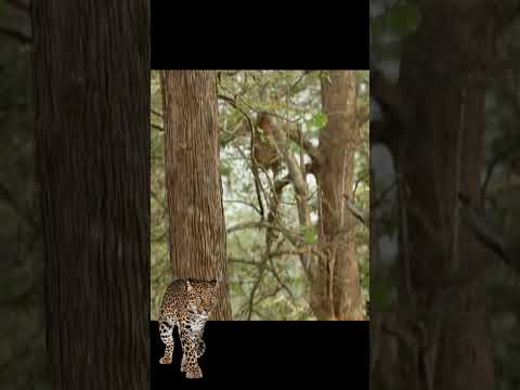 Leopard Vs Monkeys | Leopard Climbed to Tree to Catch Monkeys
