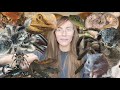 ALL my 100+ PETS (every TARANTULA! + snakes, lizards, fish, hamster) in one video