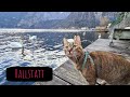 Cat visits Hallstatt 😻