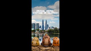 Disney and Pixars Hoppers | Local Animal Sightings #1 | In Cinemas Now