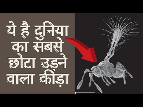 वीडियो: सबसे छोटा आर्थ्रोपोड क्या है?