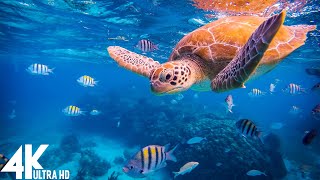 3 HRS of 4K Underwater Paradise - Undersea Nature Relaxation Film + Piano Music by 4K Nature Video