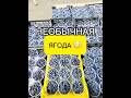 ‼️ ЖИМОЛОСТЬ ВОТ КАКАЯ НА РЫНКЕ Фуд Сити