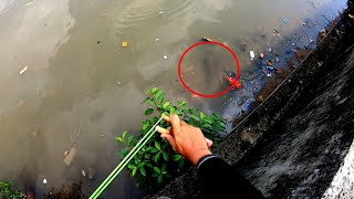 Panik Gak... Lagi Lagi Ketemu Sama Gabus Besar Dan Ikan Monster Auto Jadi Tontonan Warga Sekitar