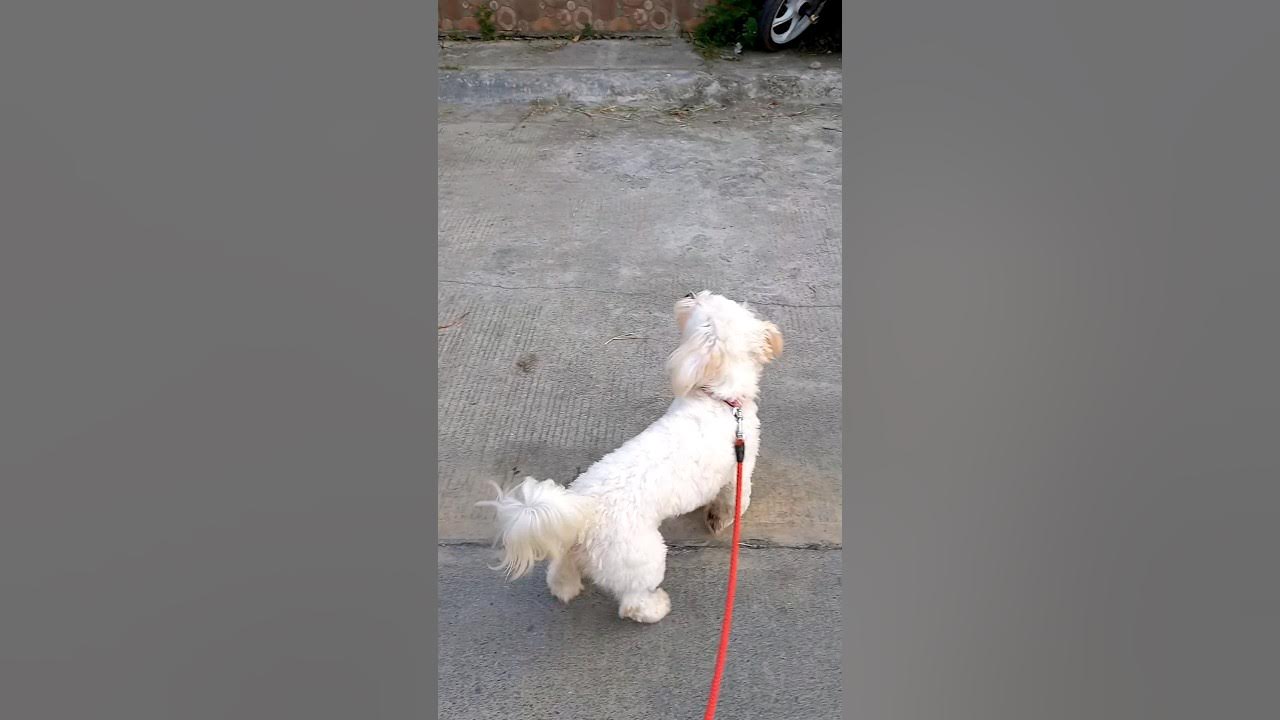 Puppy jumping like a rabbit when she's excited. Dog walk. Puppy walk