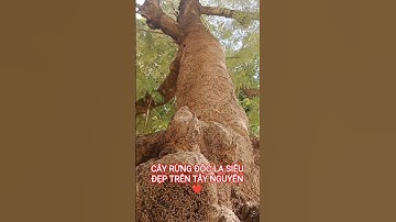 CÂY ĐỘC LẠ U BỨU TUYỆT ĐẸP TRÊN TÂY NGUYÊN HÙNG VĨ VIỆT NAM