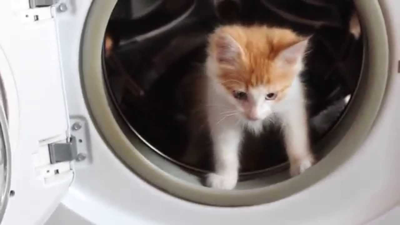 Кошка в стиральной машине