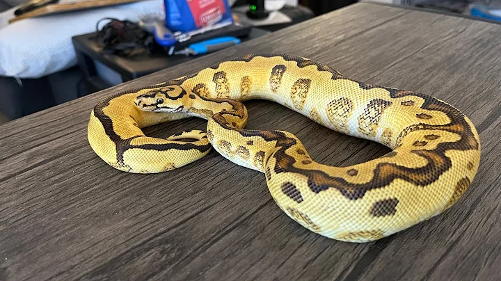 INSANE New Snakes From Always Evolving Pythons and...