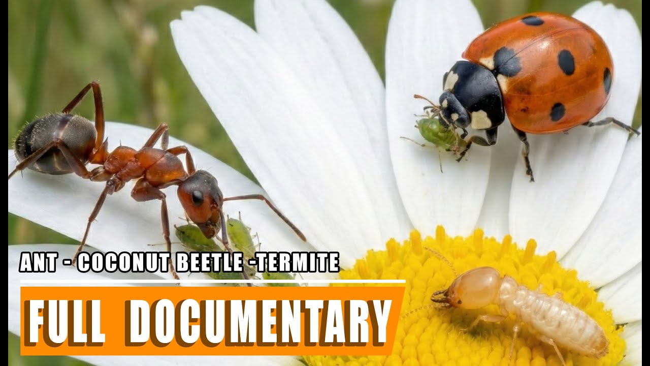 Battle of Ant, Termite & Coconut Beetle | Wildlife BBC Documentary