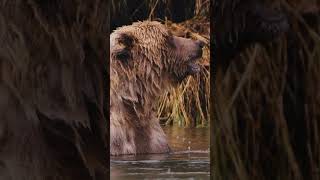 Day 2 of 30: Alaska Shots. This audio perfectly sums up every second in Alaska. #alaska #grizzlybear