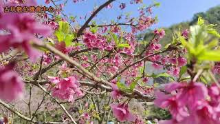 空拍~草嶺青山坪咖啡農場^櫻花季^