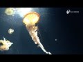 クラゲの毒針発射の瞬間 - Sting of the jellyfish