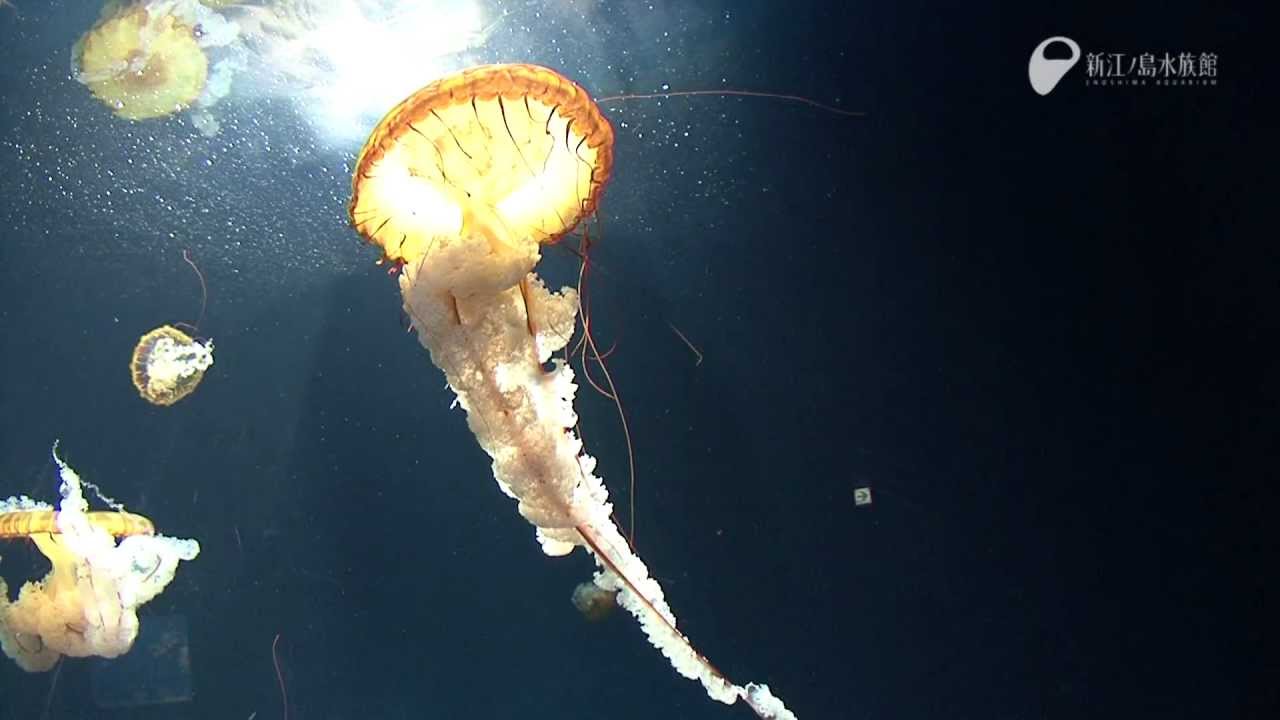 クラゲの毒針発射の瞬間 Sting Of The Jellyfish Youtube