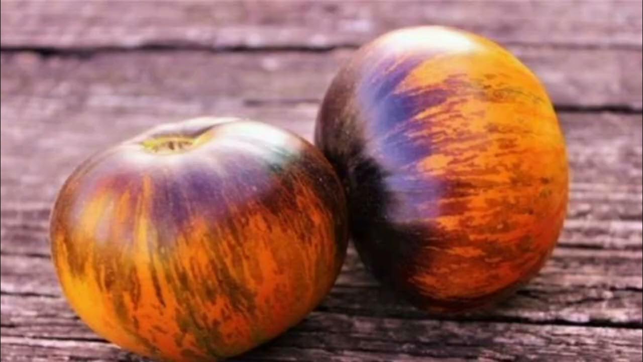 Томат мечта алисы. Томат алиса дрим. Томат мечта алисы семена. Томат мечта алисы семена. Мечта алисы томат описание.